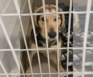 English Coonhound Dogs for adoption in Decatur, IL, USA