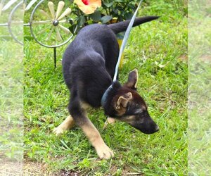 German Shepherd Dog-Unknown Mix Dogs for adoption in Holly Hill, SC, USA