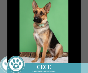 German Shepherd Dog Dogs for adoption in Kimberton, PA, USA
