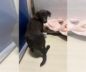 Chihuahua Dogs for adoption in Bakersfield, CA, USA