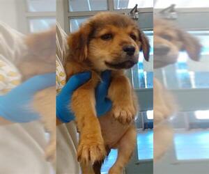 German Shepherd Dog Dogs for adoption in Oklahoma City, OK, USA