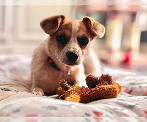 Jack Russell Terrier-Unknown Mix Dogs for adoption in Princeton, MN, USA