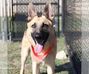 German Shepherd Dog-Unknown Mix Dogs for adoption in San Antonio, TX, USA