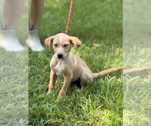 Mutt Dogs for adoption in Yardley, PA, USA