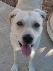 Boxer Dogs for adoption in Las Cruces, NM, USA