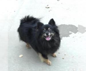 Pomeranian Dogs for adoption in Mitchell, SD, USA