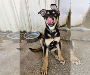Mutt Dogs for adoption in El Centro, CA, USA