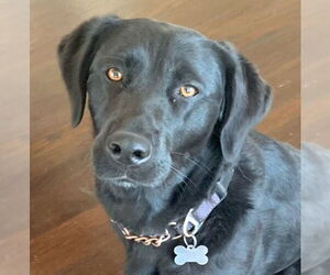 Labrador Retriever-Unknown Mix Dogs for adoption in San Diego, CA, USA