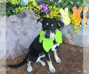 Mutt Dogs for adoption in Oklahoma City, OK, USA