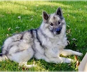 Norwegian Elkhound Dogs for adoption in Maryville, TN, USA