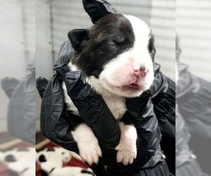 American Pit Bull Terrier Dogs for adoption in San Bernardino, CA, USA