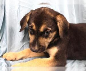 Mutt Dogs for adoption in Thief River Falls, MN, USA