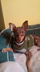 Miniature Pinscher Dogs for adoption in Mt. Vernon, IN, USA
