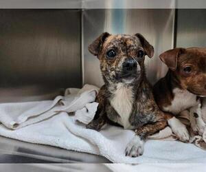 Chihuahua Dogs for adoption in Pasadena, CA, USA