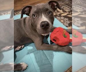 American Pit Bull Terrier Dogs for adoption in Livonia, MI, USA