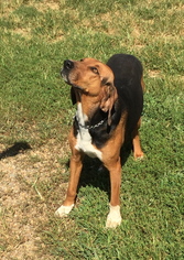English Foxhound Dogs for adoption in Delaplane, VA, USA