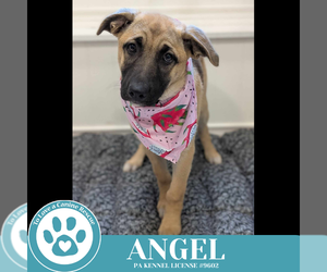Shepradors Dogs for adoption in Kimberton, PA, USA