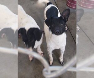 Jack-Rat Terrier Dogs for adoption in Bonifay, MO, USA