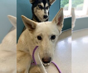 Siberian Husky Dogs for adoption in Newton, NC, USA