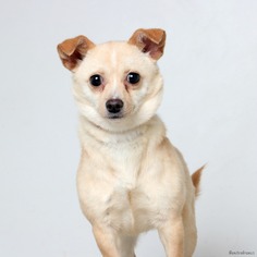 Medium Photo #1 Chihuahua Puppy For Sale in Eden Prairie, MN, USA