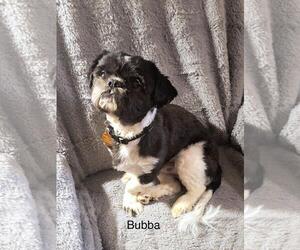 Shih Tzu-Unknown Mix Dogs for adoption in Colorado Springs, CO, USA