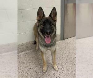 German Shepherd Dog-Unknown Mix Dogs for adoption in Brighton, CO, USA
