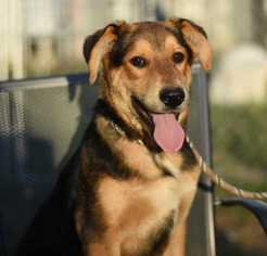Medium Photo #1 Shepradors Puppy For Sale in Dodson, MT, USA