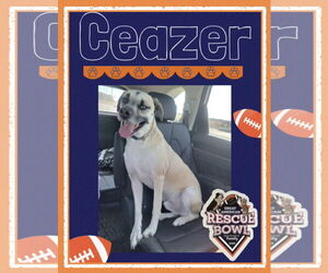 Mastiff-Unknown Mix Dogs for adoption in Williamsburg, IA, USA