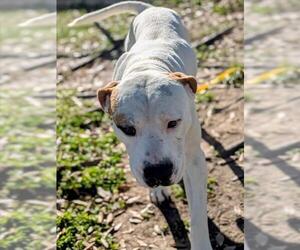 Mutt Dogs for adoption in Texas City, TX, USA
