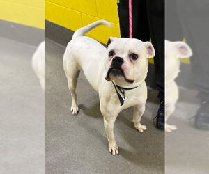 American Bulldog Dogs for adoption in Forestville, MD, USA