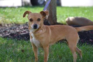 Chiweenie Dogs for adoption in Cincinnati, OH, USA