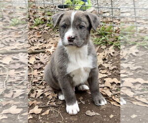 Labrador Retriever-Unknown Mix Dogs for adoption in Green Forest, AR, USA