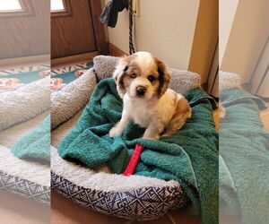Cocker Spaniel Dogs for adoption in Sioux Falls, SD, USA