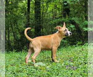 Medium Photo #1 Mutt Puppy For Sale in Ellijay, GA, USA