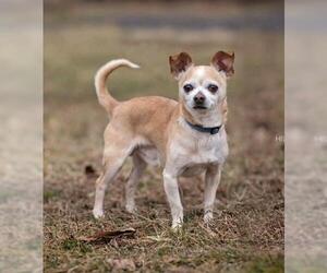 Chihuahua Dogs for adoption in Landenberg, PA, USA