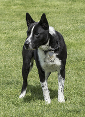 Border Collie Dogs for adoption in McKenna, WA, USA