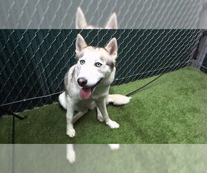 Siberian Husky Dogs for adoption in Downey, CA, USA