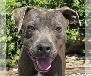 American Staffordshire Terrier Dogs for adoption in Albuquerque, NM, USA
