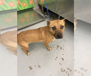 Chihuahua-Unknown Mix Dogs for adoption in Waco, TX, USA