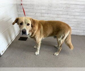 Labrador Retriever Dogs for adoption in San Bernardino, CA, USA
