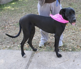 Great Dane Dogs for adoption in Sugar Land, TX, USA