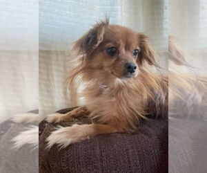 Chiranian Dogs for adoption in South Bend, IN, USA