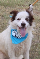 Border Collie-Unknown Mix Dogs for adoption in Lytle, TX, USA
