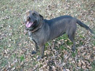 Mutt Dogs for adoption in Rayville, LA, USA