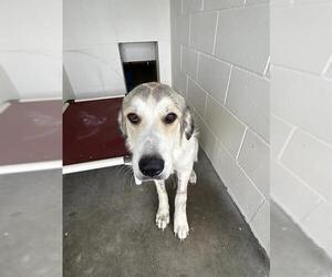 Great Pyrenees Dogs for adoption in Rosenberg, TX, USA