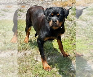 Rottweiler Dogs for adoption in Naples, FL, USA