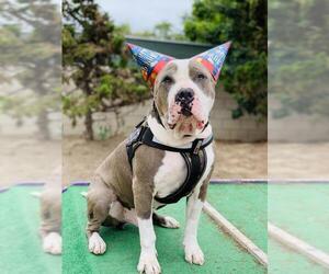 American Pit Bull Terrier Dogs for adoption in Seal Beach, CA, USA