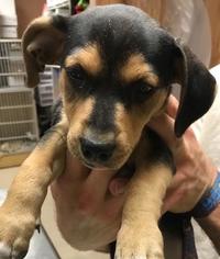 Jack-A-Bee Dogs for adoption in Bauxite, AR, USA