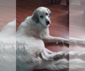 Great Pyrenees Dogs for adoption in Cary, NC, USA