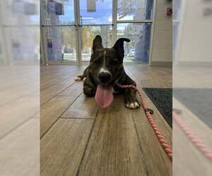 Mutt Dogs for adoption in Rowlett, TX, USA
